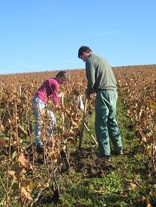 Entre-plantation