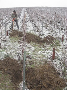 entreplantations