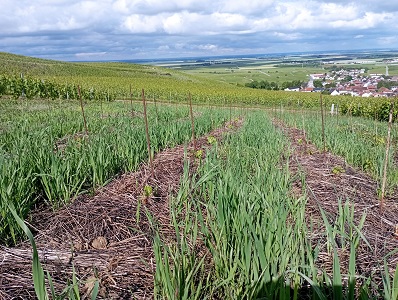 première année de pousse