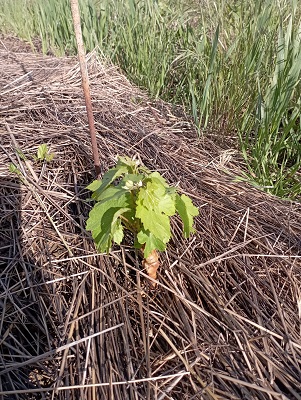 première année de pousse