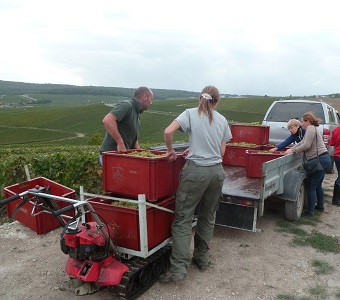 vendanges 2017 4