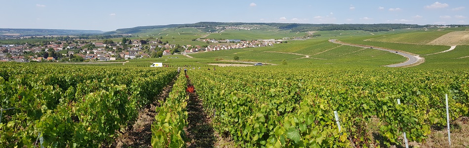 Vendanges 2018/1