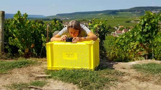 Vendanges 2018/11