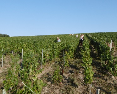 Vendanges 2018/2