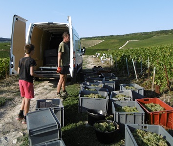 Vendanges 2018/4