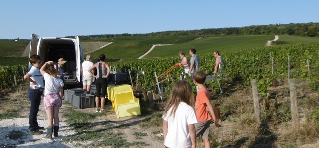 Vendanges 2018/5