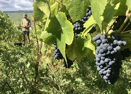 pinot